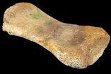 Fossil Hadrosaur Phalange - Alberta (Disposition #-) #134514-1